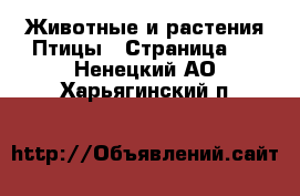 Животные и растения Птицы - Страница 2 . Ненецкий АО,Харьягинский п.